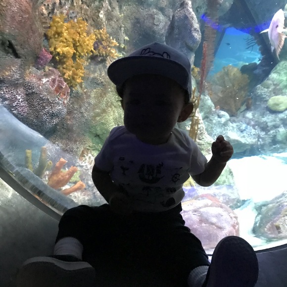 Meet your Posher, Sophia - Picture 1 of 1